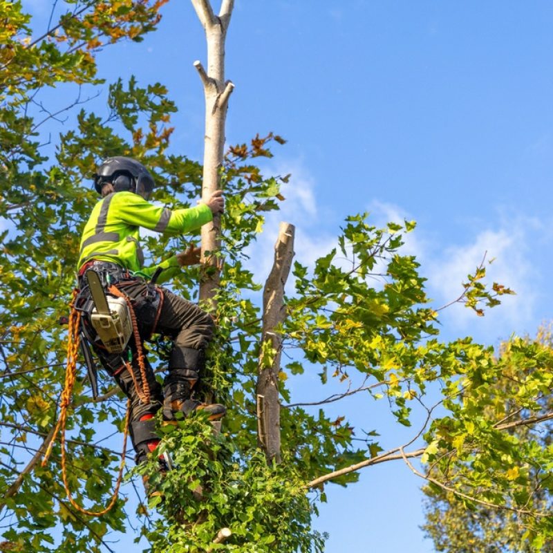 tree proon